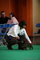 Crufts2011_2 683